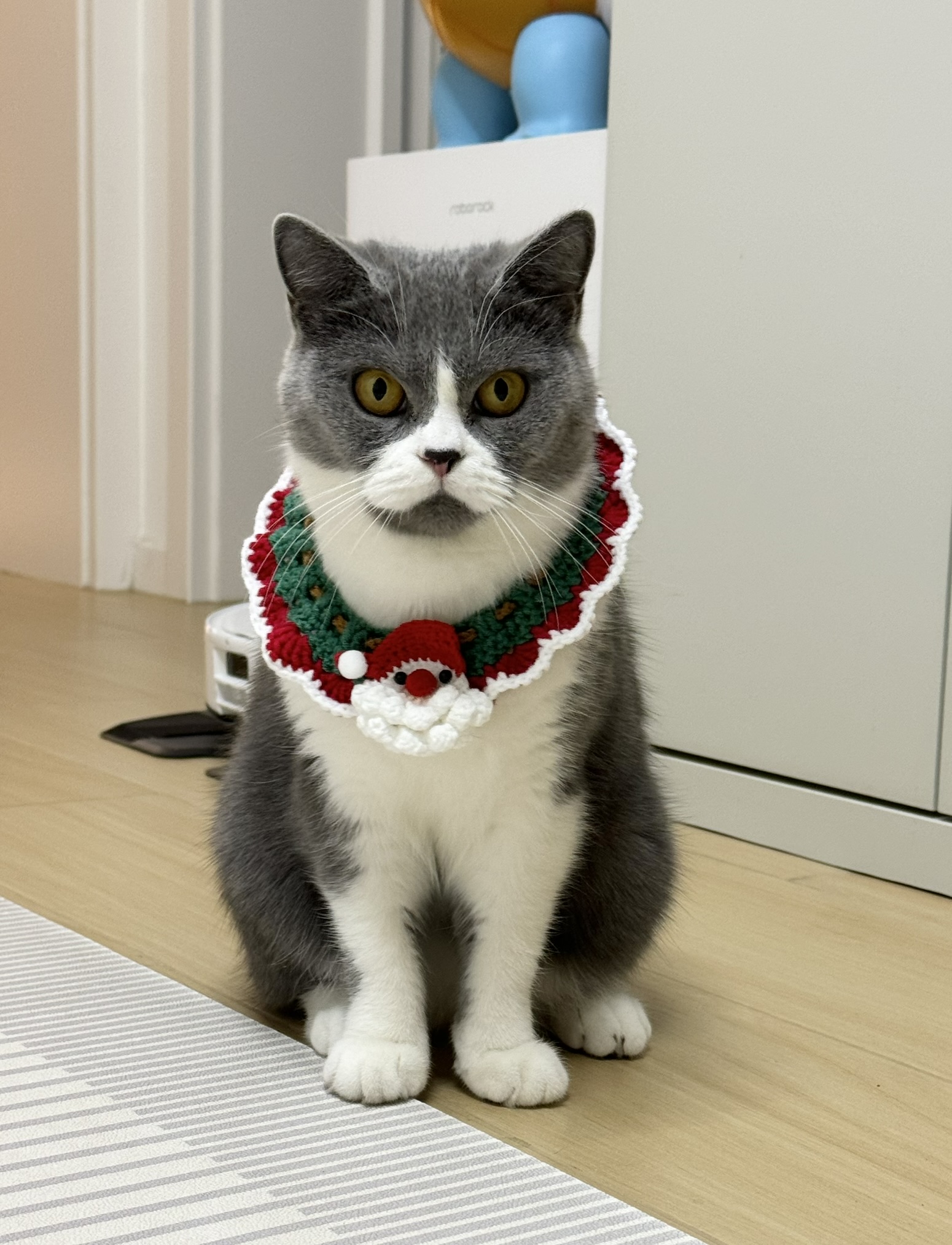 Blue-white British Shorthair